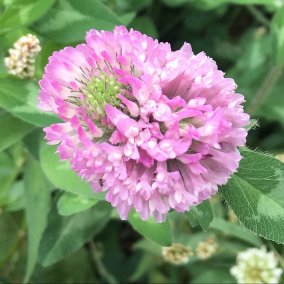 Meet your Posher, Anne - Picture 1 of 1